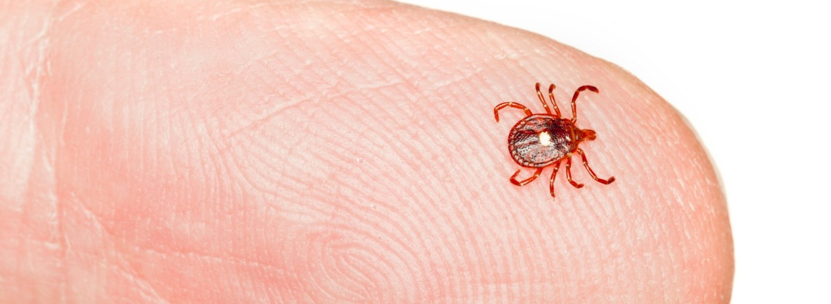 New Invasive Species Of Tick Found In U.S.